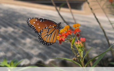 The Importance of Monarch Butterflies: Welcoming Them Each Year at CASP